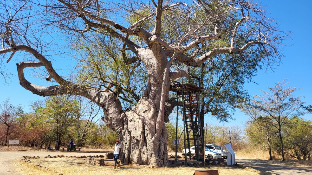 Největší místní baobab
