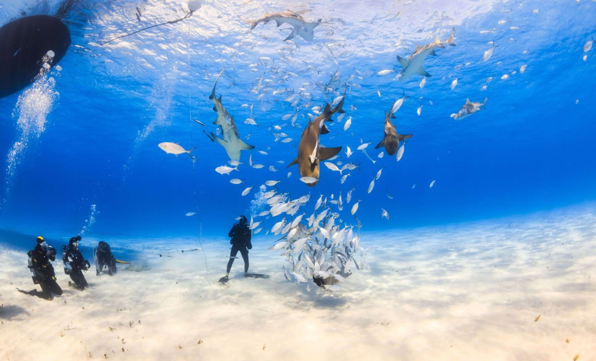 Potápění na Bahamách