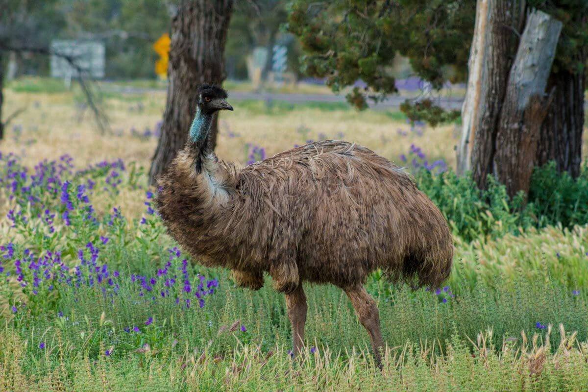 Emu. Moc nelétá, ale respekt budí velikostí.