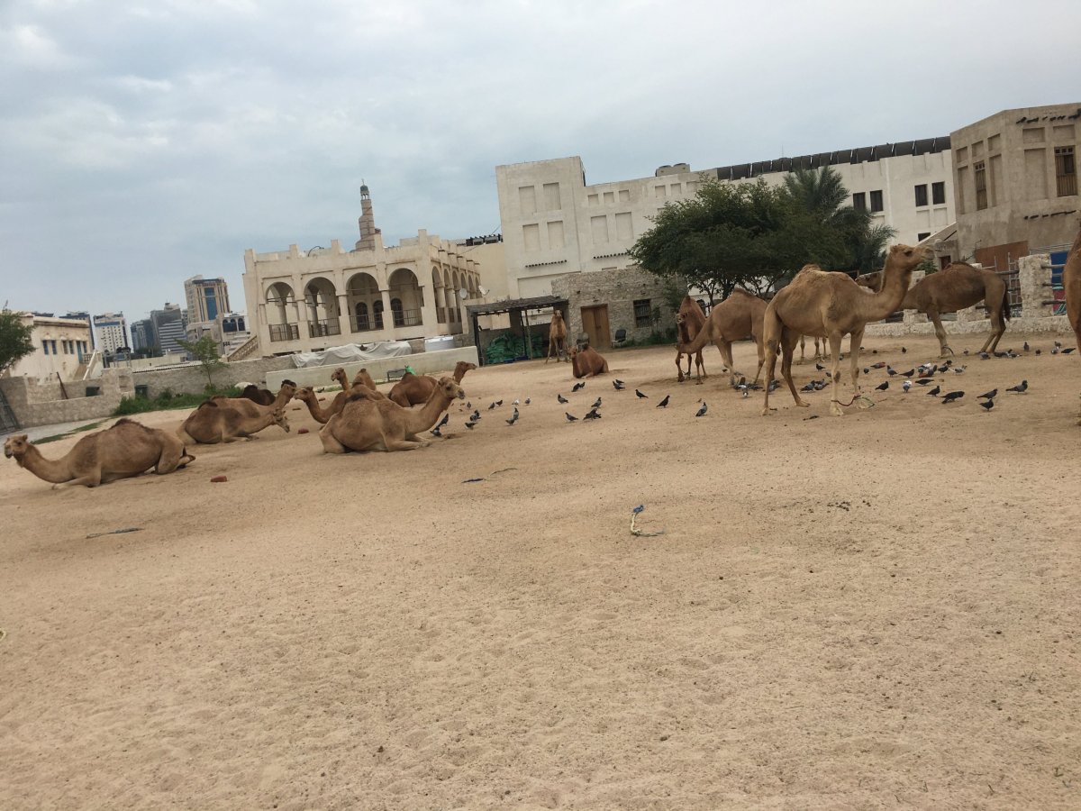 Velbloudi Katarského emíra před hotelem