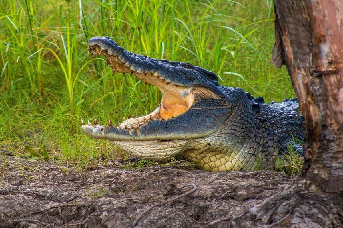 Ne že by byl hladový, to si chladí organismus. Ale hladový je nejspíš taky.