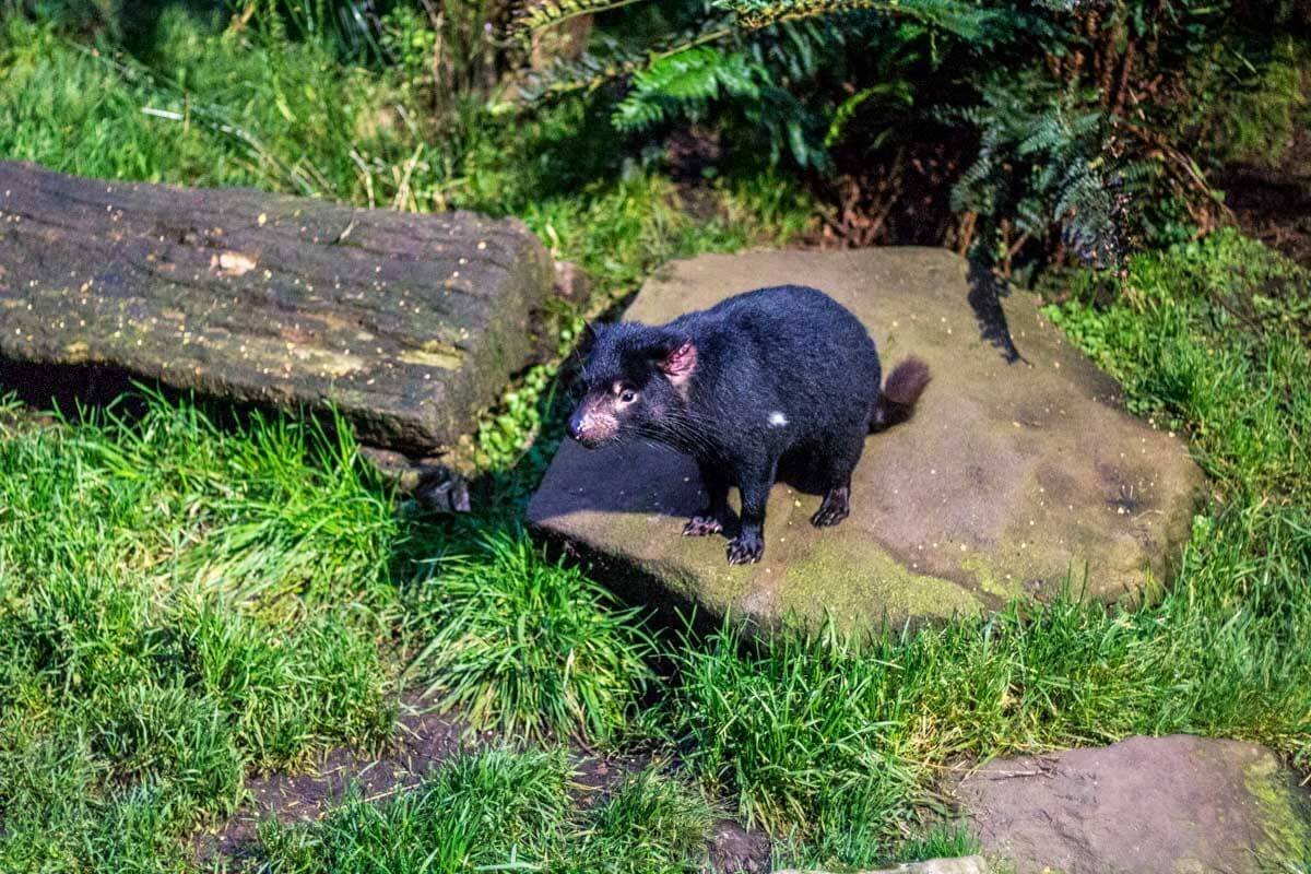 Tasmánský čert! Nenechte se zmást, je roztomilý, dokud se nenas...