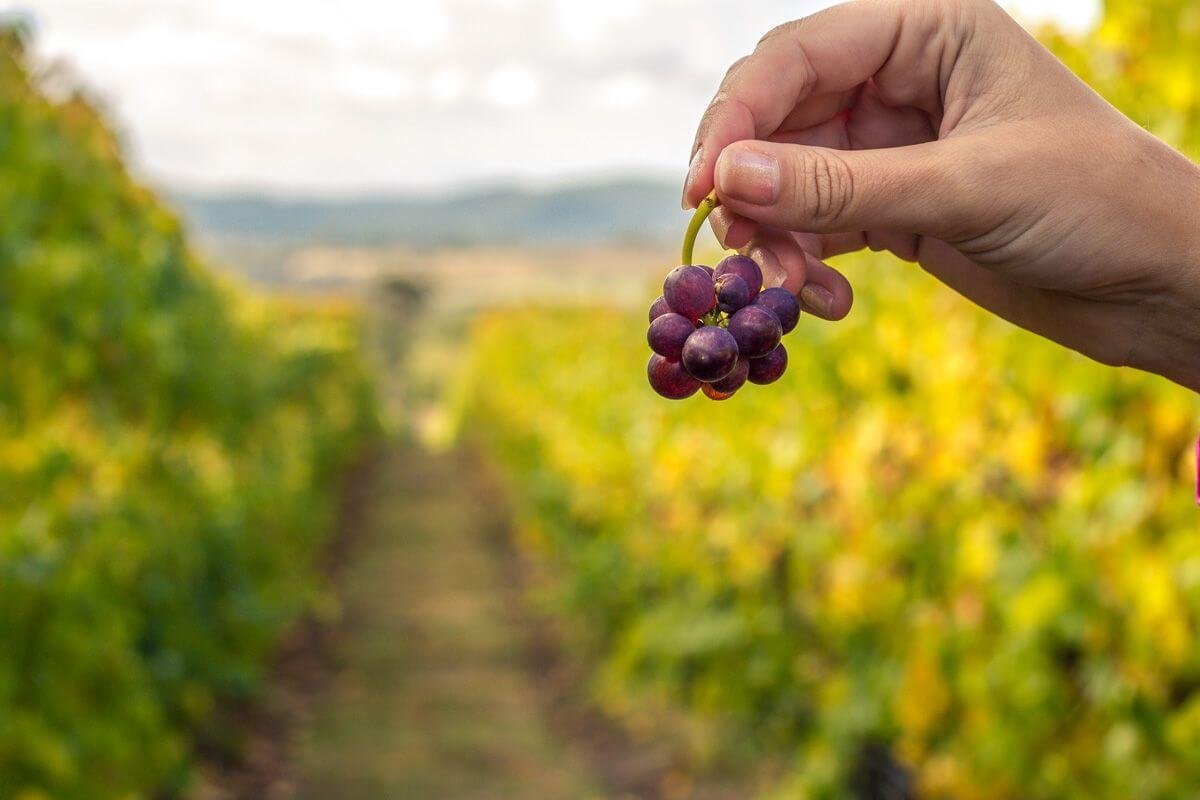I v Tasmánii najdete skvělé vinice, proslulé je tu především víno Pinot Noir