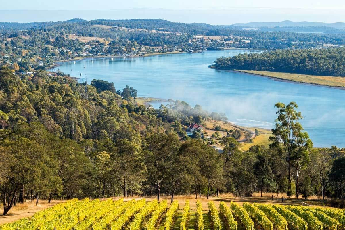 Vininice v údolí Launcaston