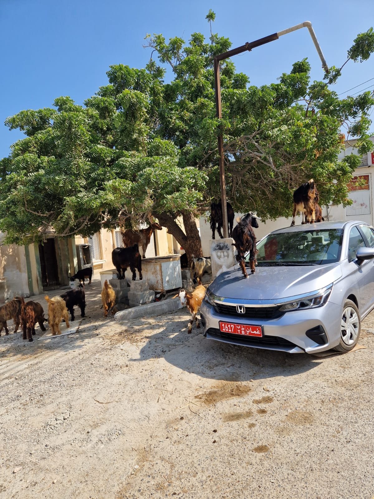 parkování ve stínu se nevyplácí