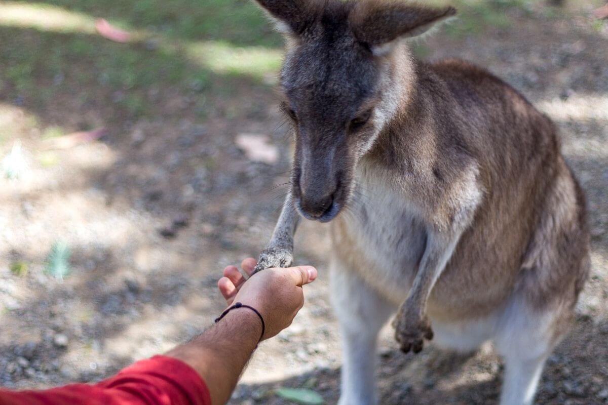 Roadtrip po Tasmánii č. 2 - High five!