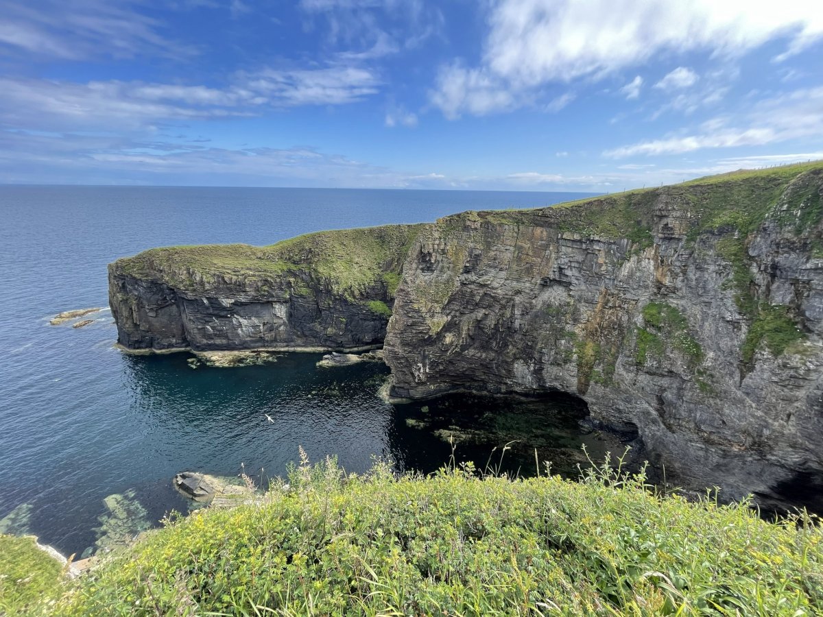 Whaligo Steps