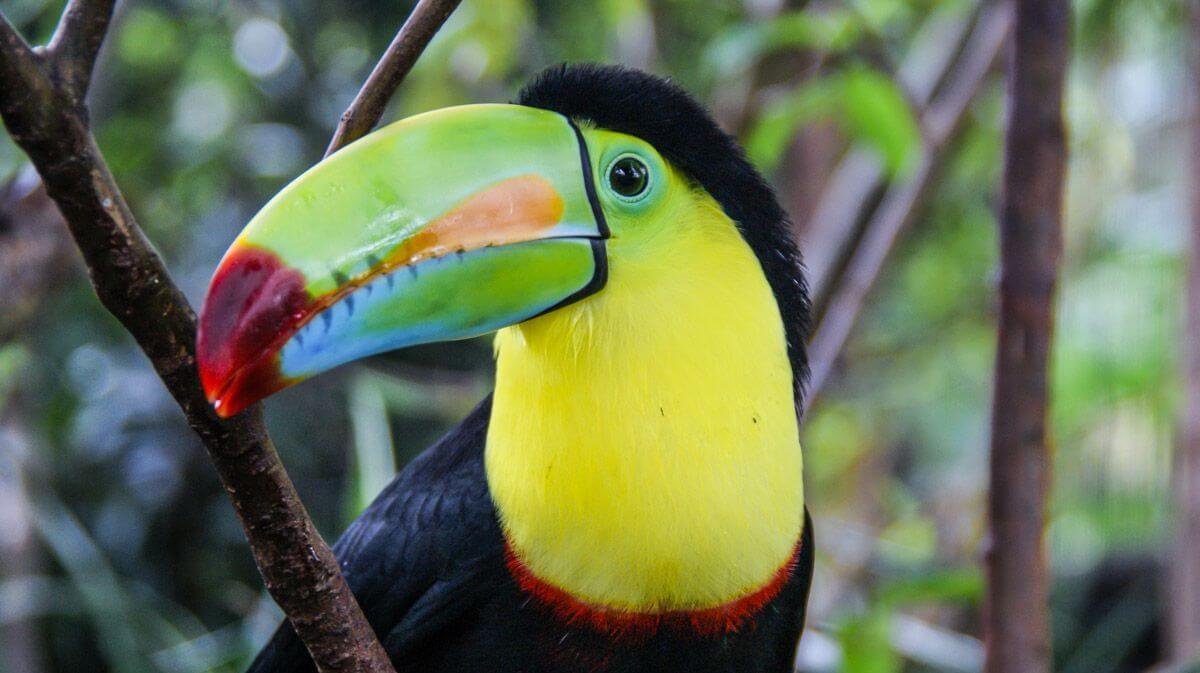 Tukan, jeden z důvodů, proč jsme toužili jet do Kostariky