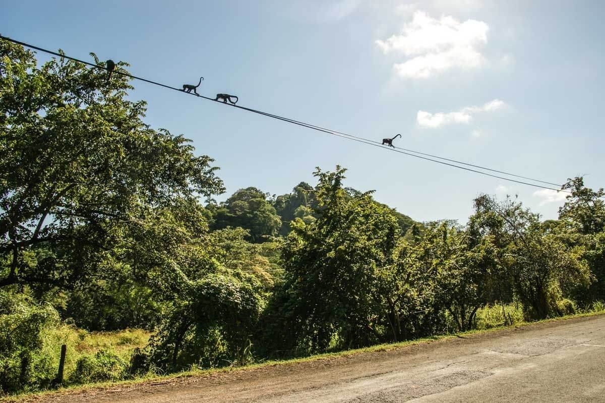 Tady se chystá nějaká opičárna...