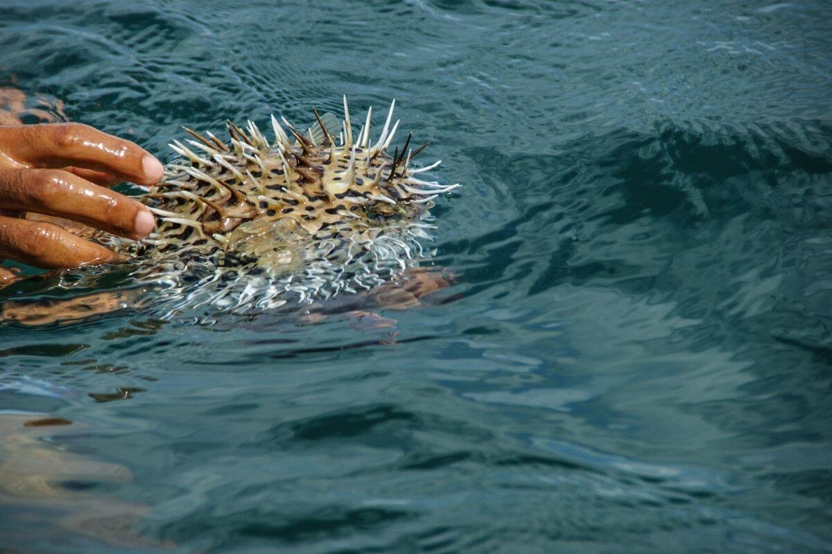 Jo, mají tady i tu nafukovací rybu!