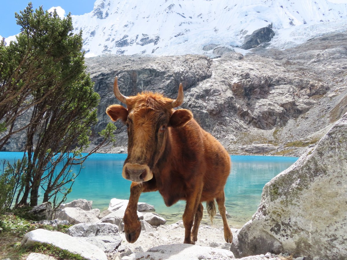 Nekrmte divokou zvěř