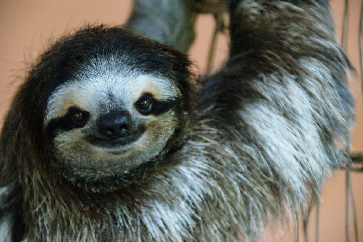 Lenochod, kterému tu říkají Buttercup