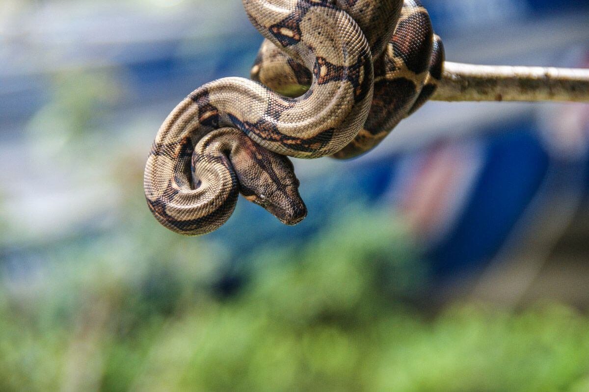 Ssssssseš nějakěj nervóssssssníí.