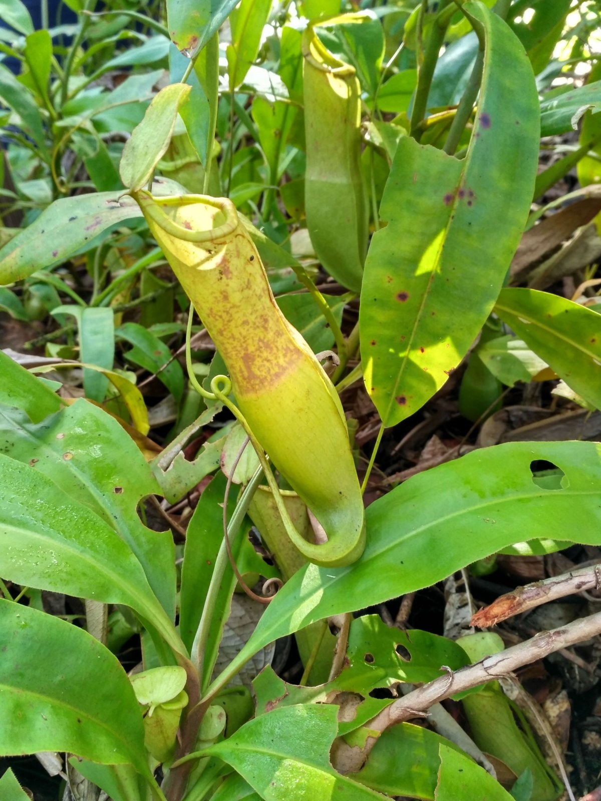 Hlavička uživatele