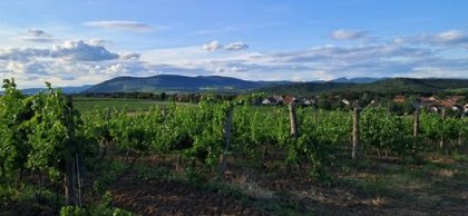 Idylická krajina. Vinohrady a kopce pohoří Bukk