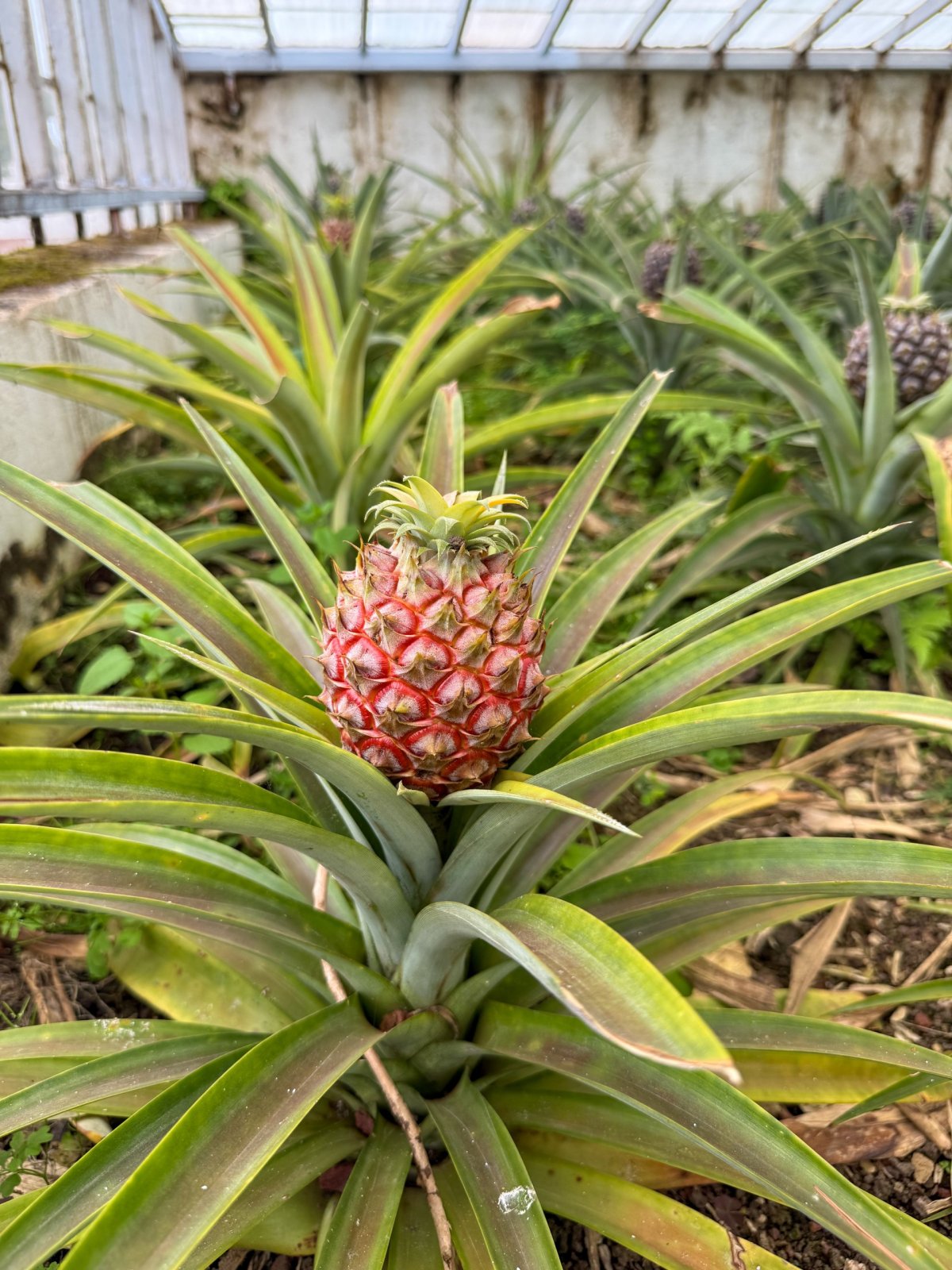 Plantação Ananases A Arruda