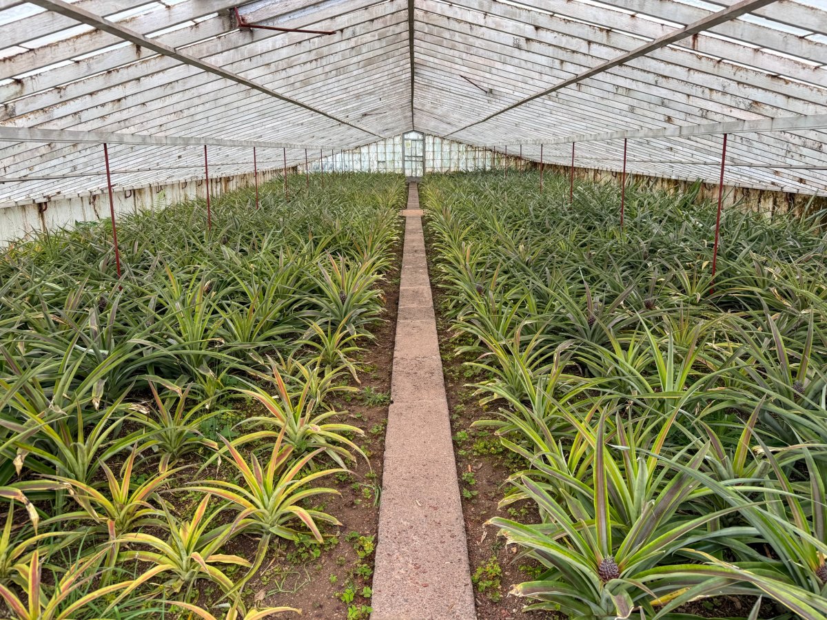Plantação Ananases A Arruda