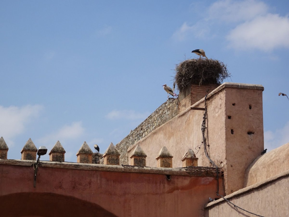 Čapí hnízda na vstupních branách starého města Marakéše