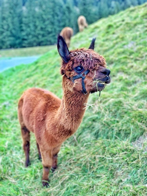 Lamy u parkoviště P4