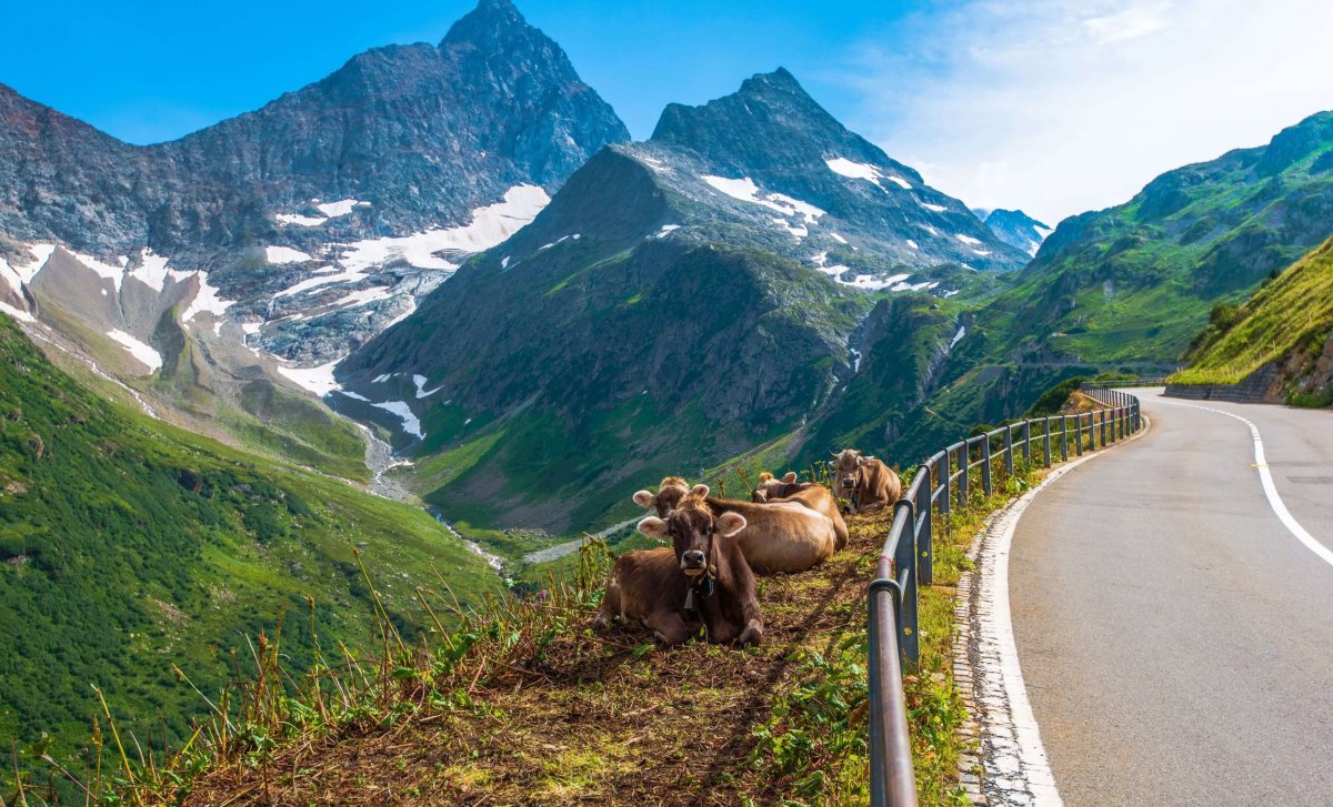 Krávy u silnice ve švýcarských Alpách