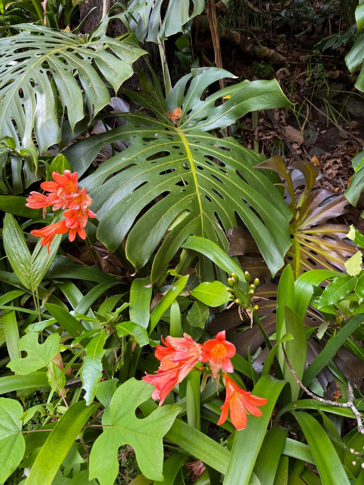 Parque Terra Nostra
