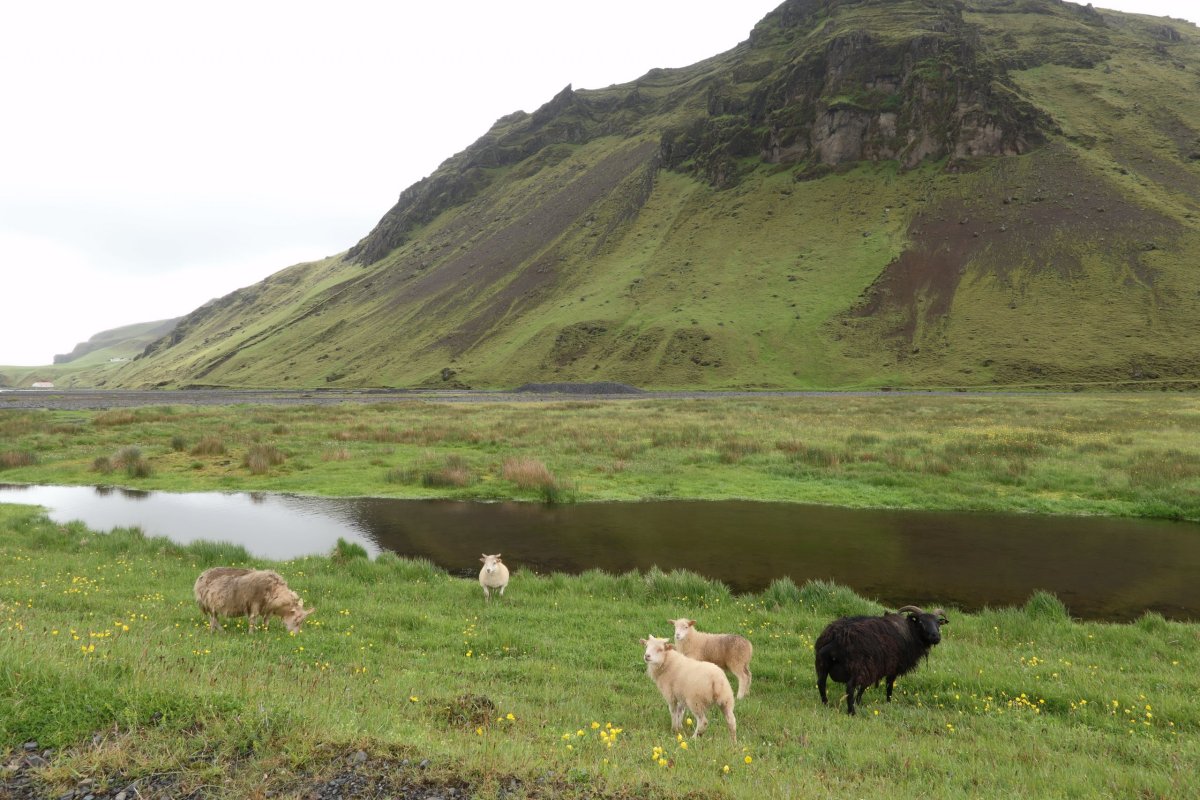 Islandké ovečky se pasou přímo u silnice.