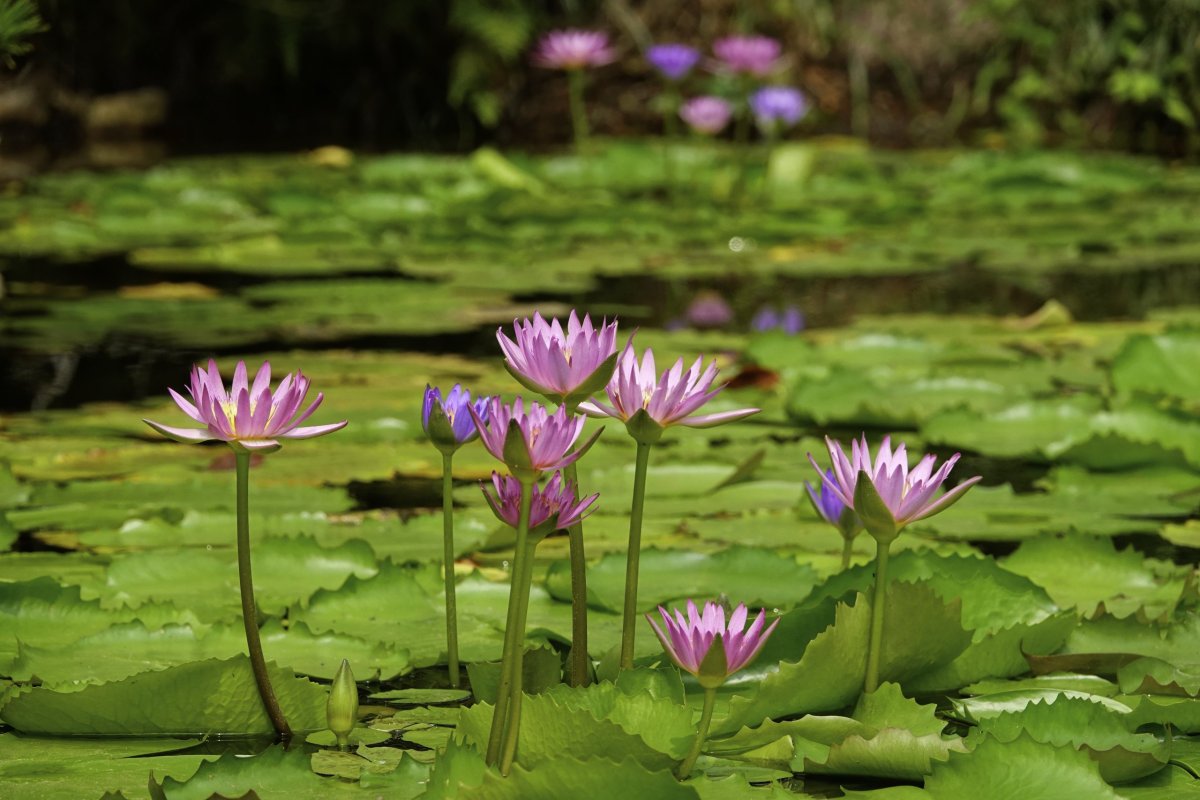 včetně všudypřítomných lotosů