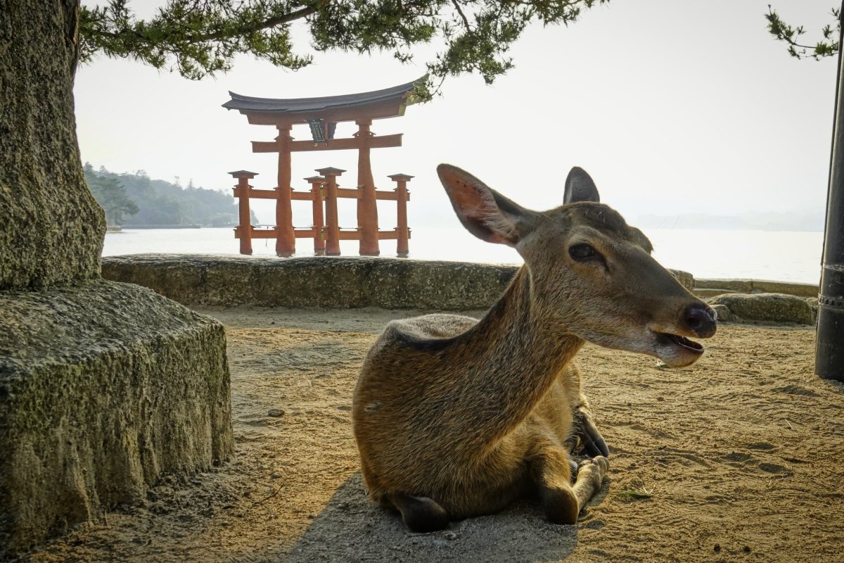 jeleni kolem chrámového okrstku