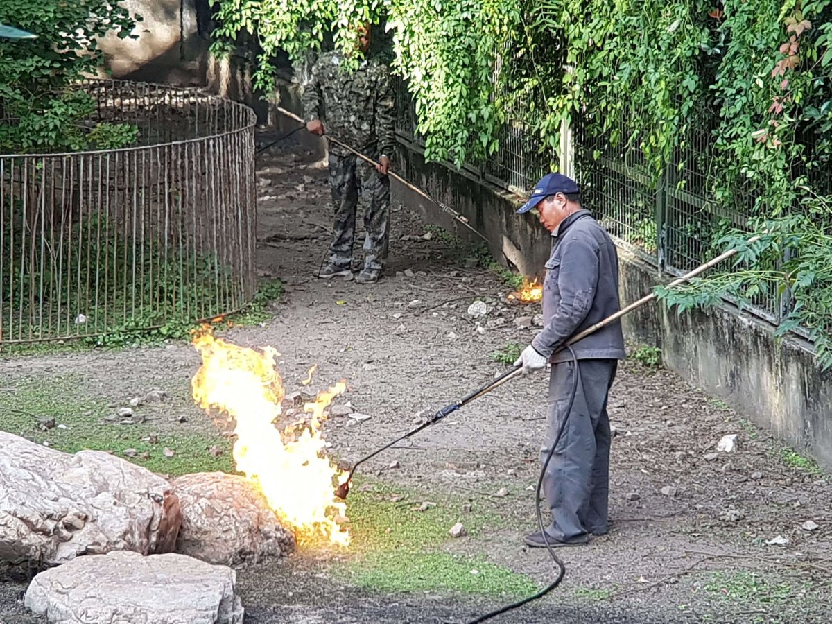 Pán v ZOO s podomácku vyrobeným plamenometem likviduje vše živé