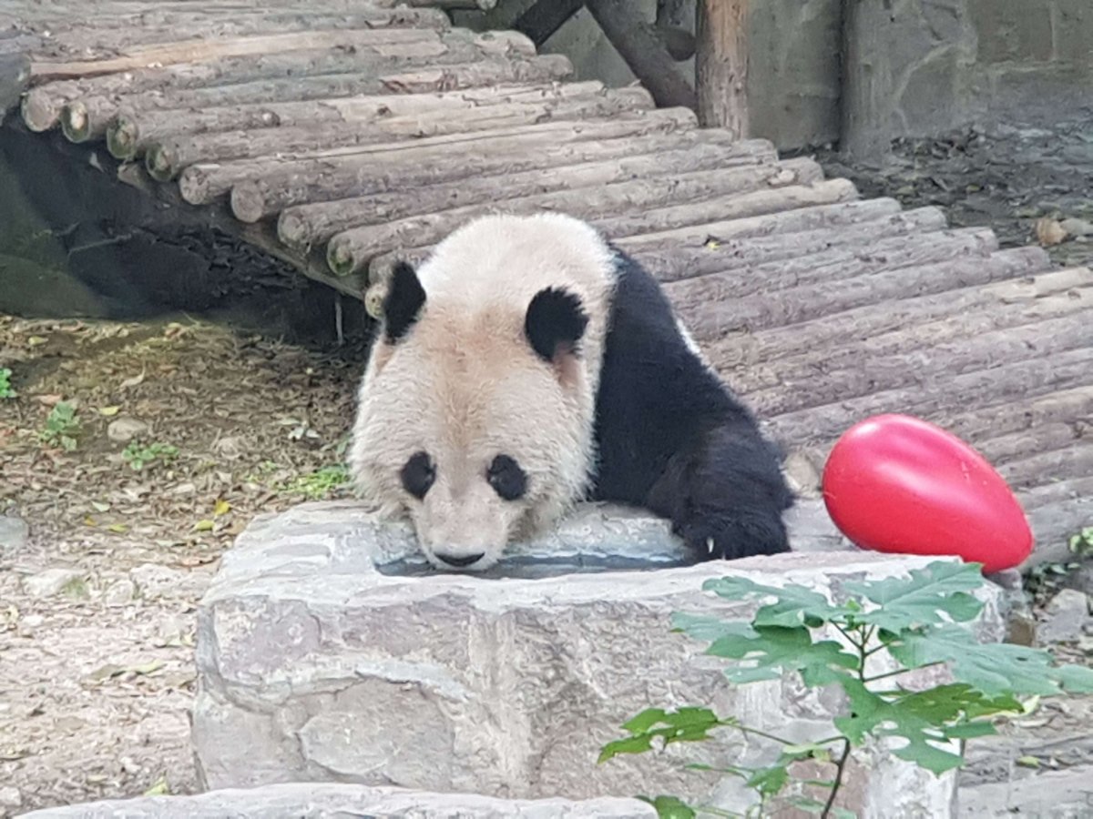 Panda iz panda