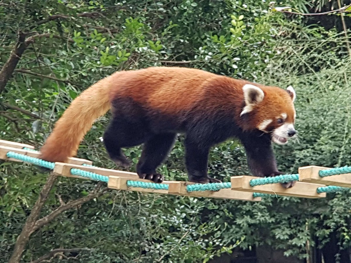 Firefox, prej ji maji i v ZOO Praha, ale já je tam za X let návštěv nikdy neviděl