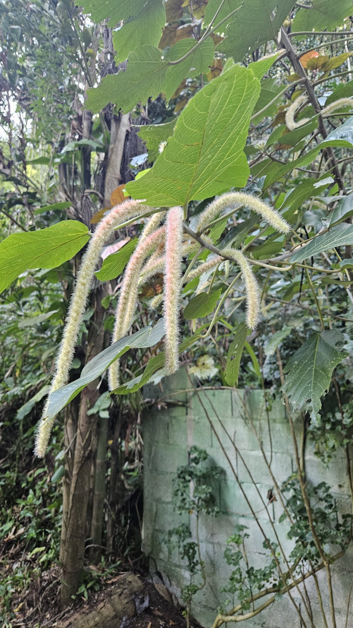 Říkají tomu dredy