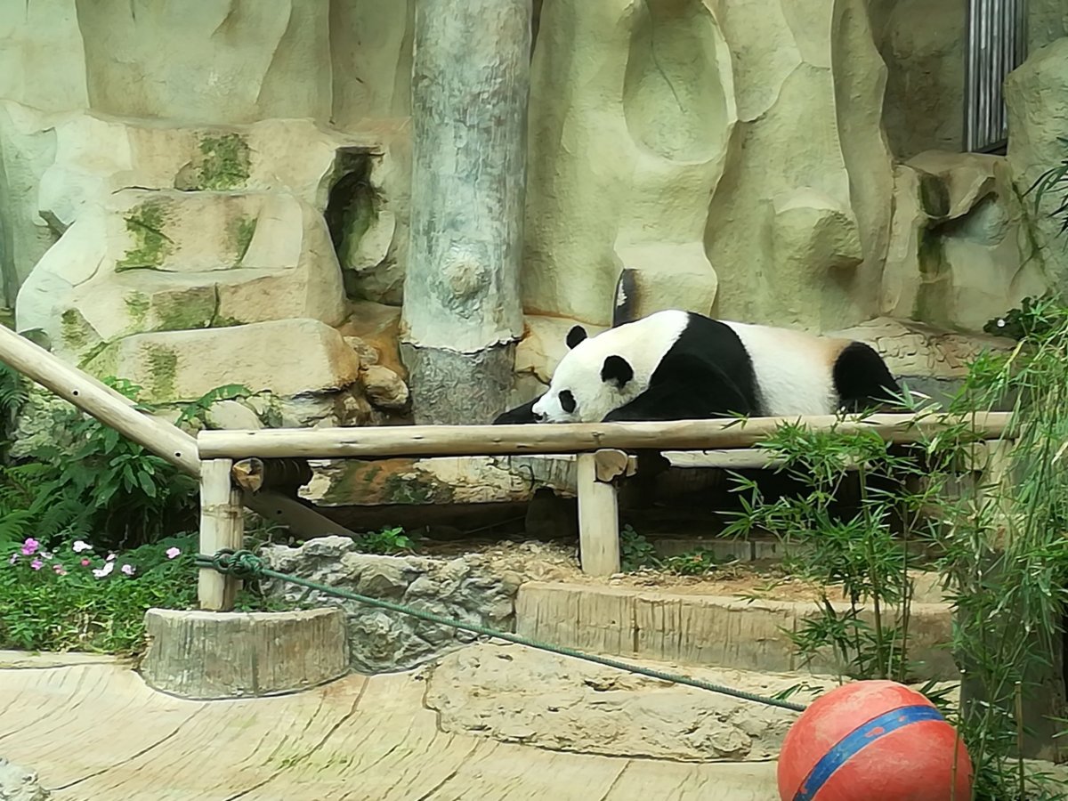 Spící sameček Pandy