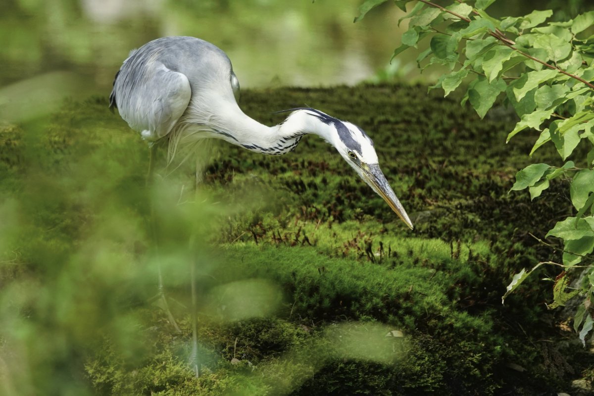 taky má ráda zlaté rybky