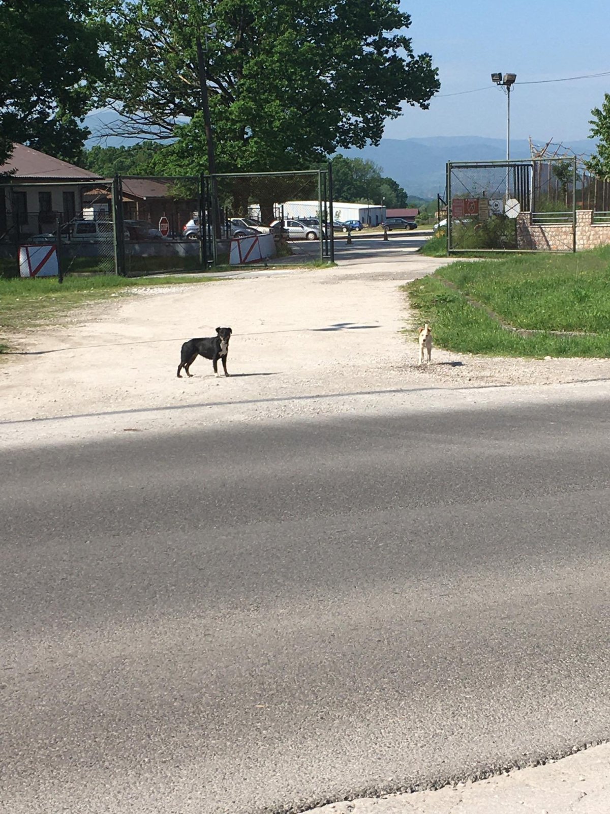 V této části země potkáte plno toulavých psů. Nejsou nijak nebezpeční a na lidi jsou zvyklí