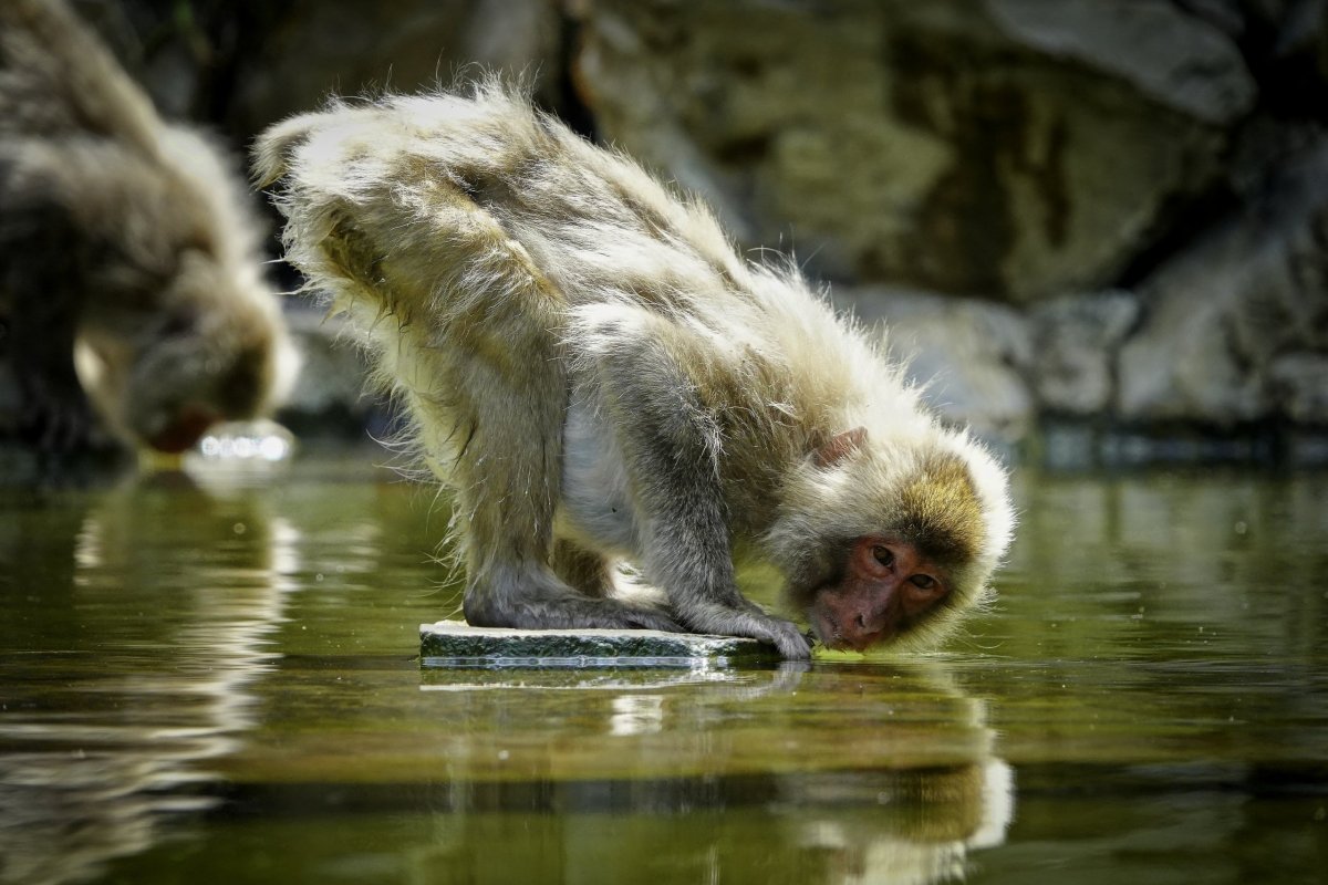 ...dokonce vodu i pijí...