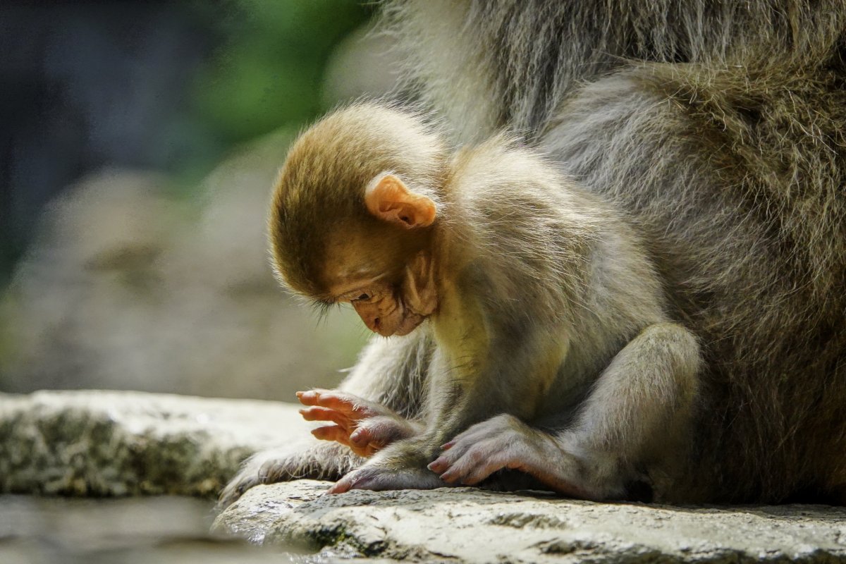 ...prý okoukali koupele od lidí...