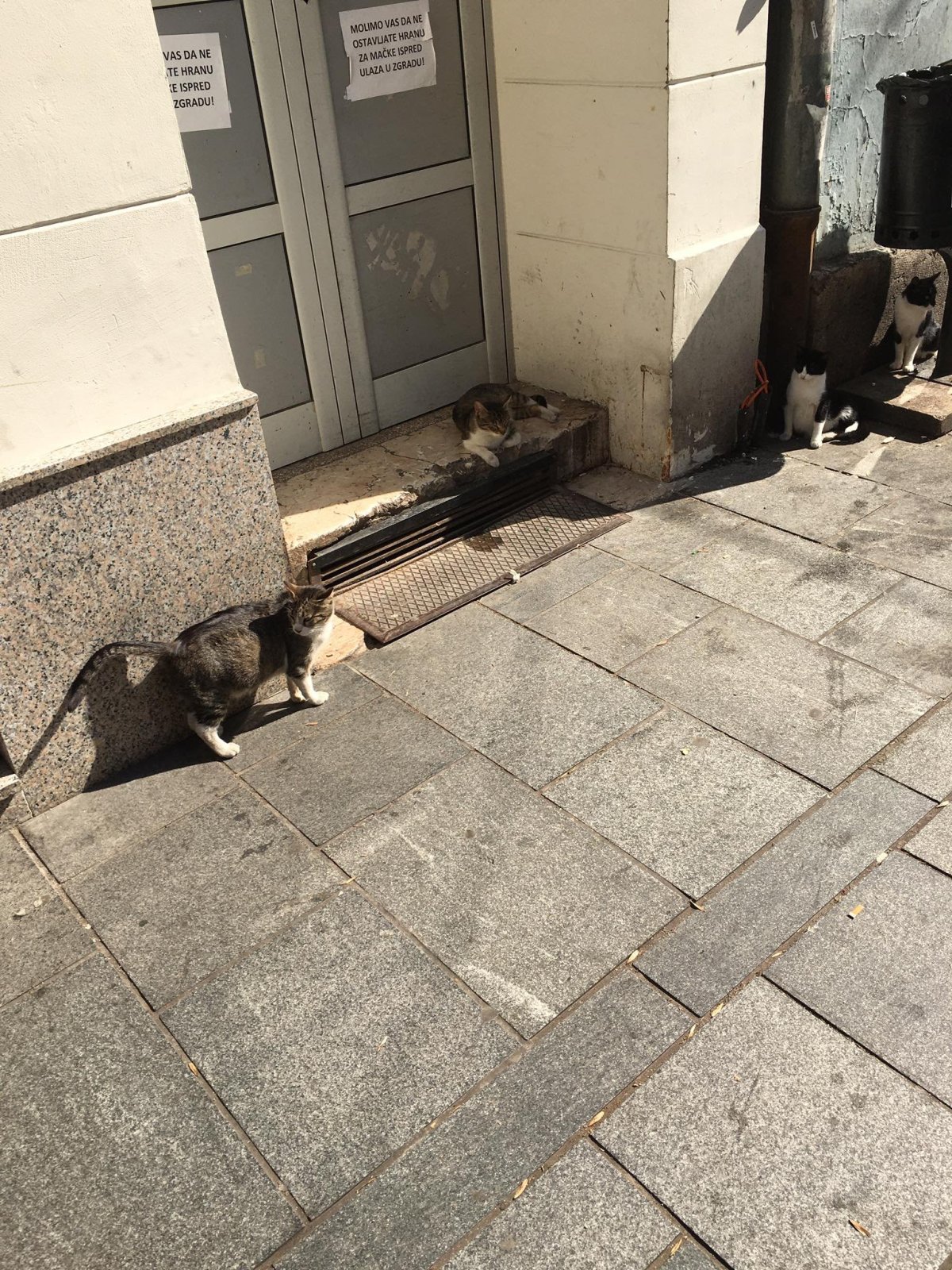 Kočky tu jsou téměř všude, podobně jako v Istanbulu
