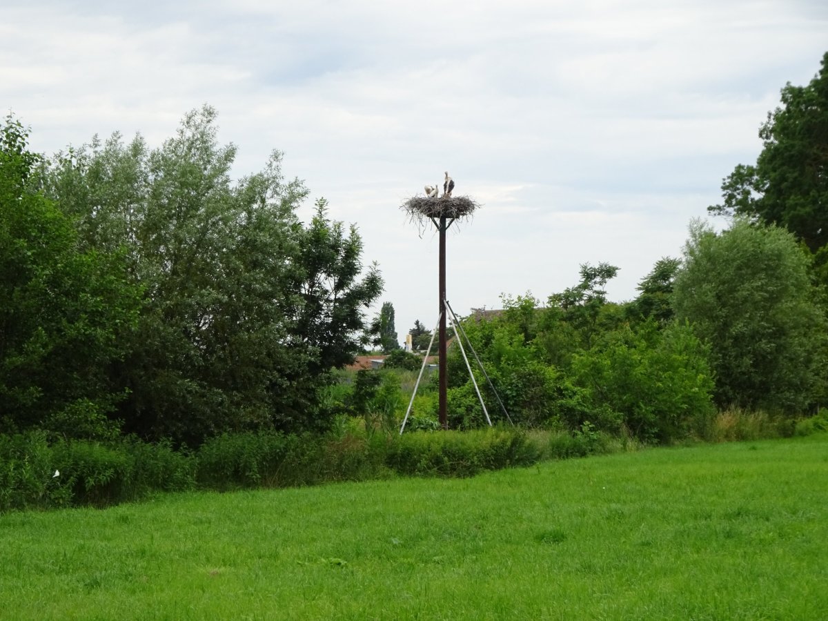Hnízdo čápů na okraji Hohenau