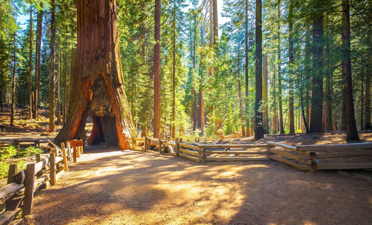 Yosemite park