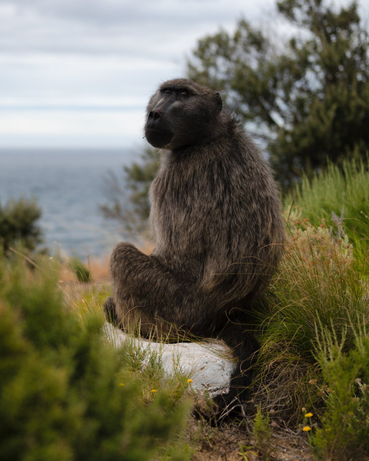 Baboons na Kapském poloostrově