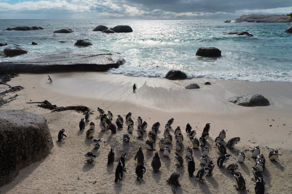 Boulders beach na Kapském poloostrově