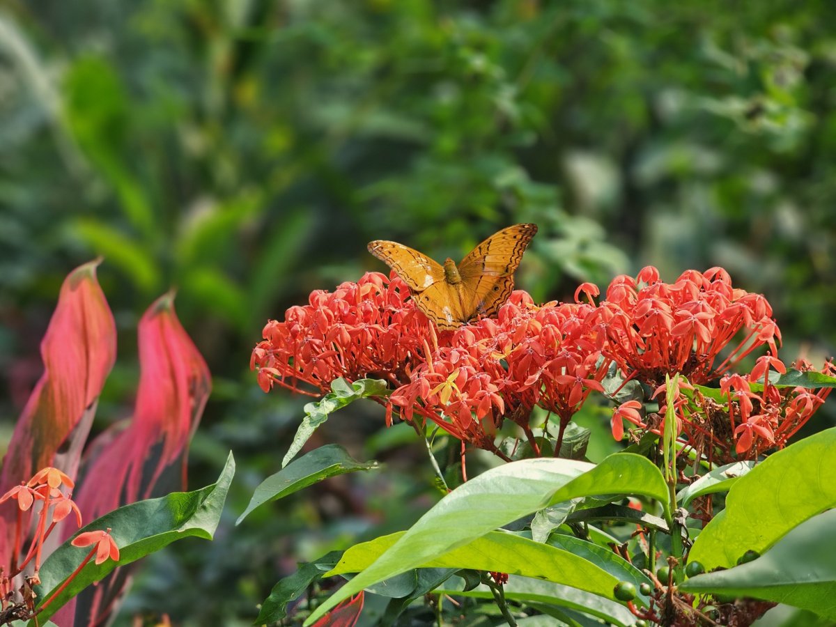 Butterfly Park