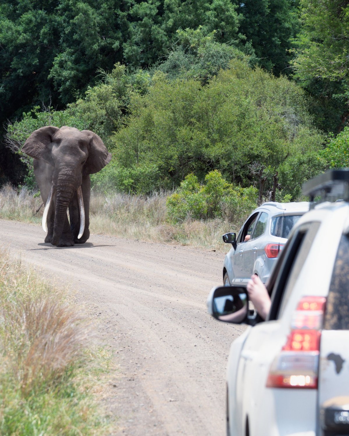 Divoký slon v Kruger parku