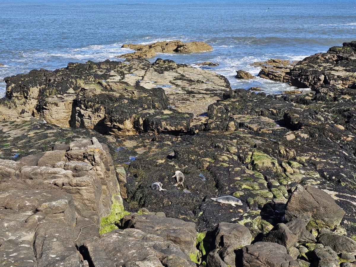 Tuleni na pobřeží