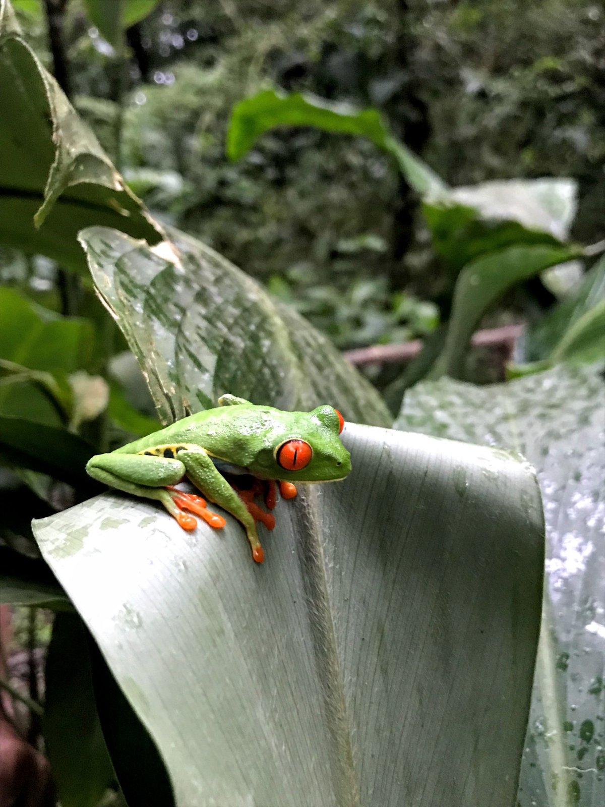 Neskutečně zbarvená zvířata jsou všude