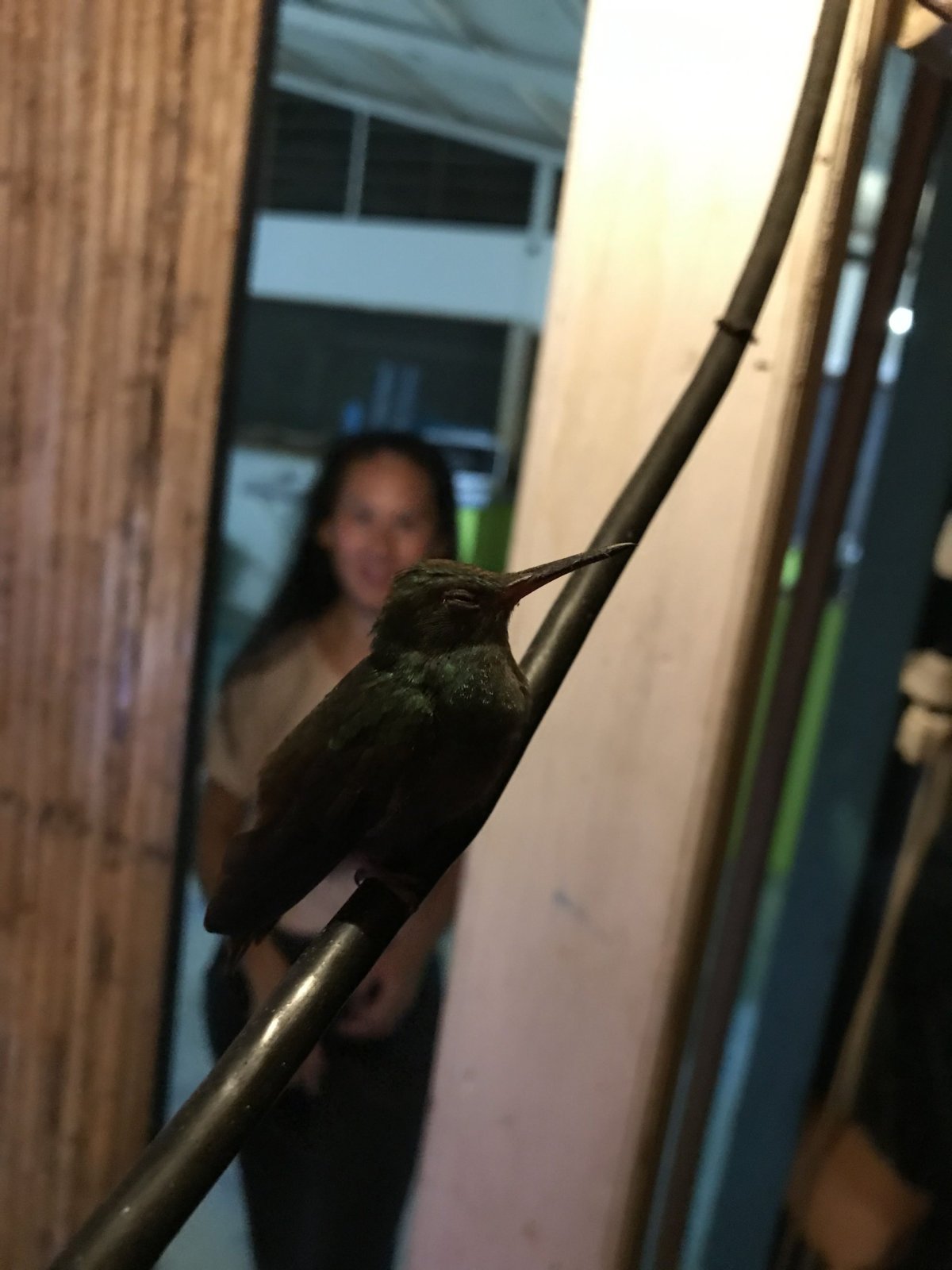 Zatoulaný kolibřík