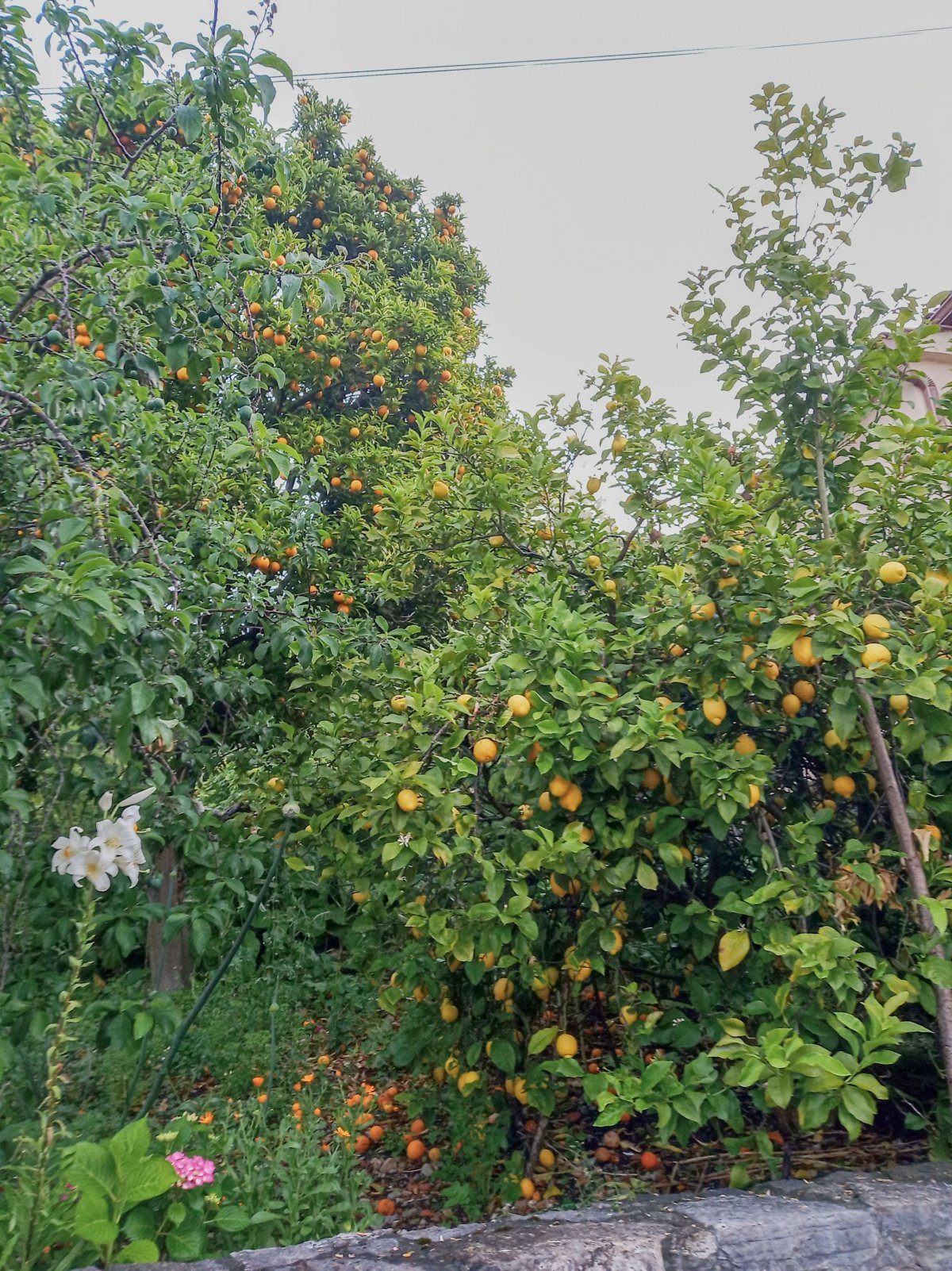 V severním Španělsku běžně rostou citrony a pomeranče