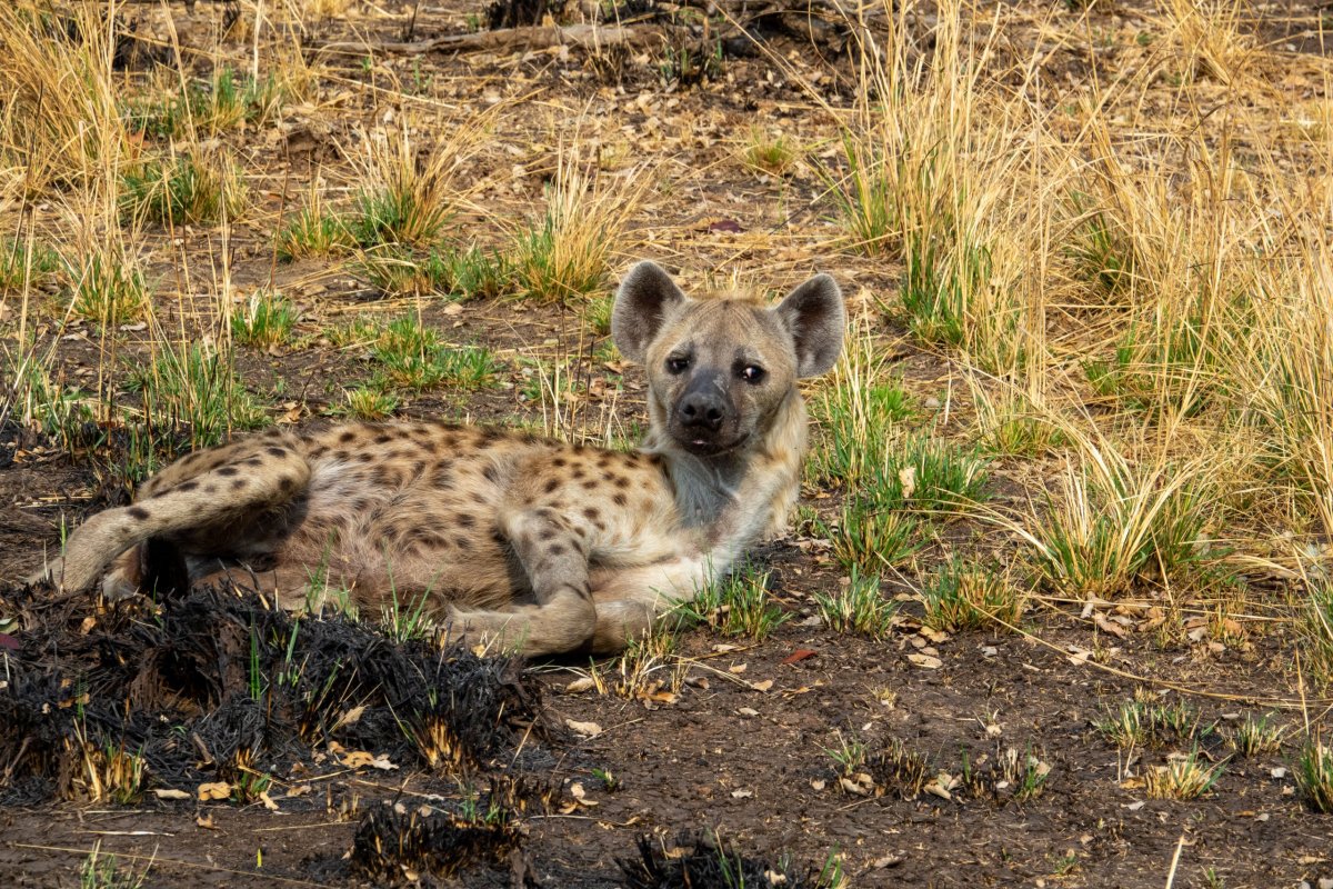 Právě probuzená hyena