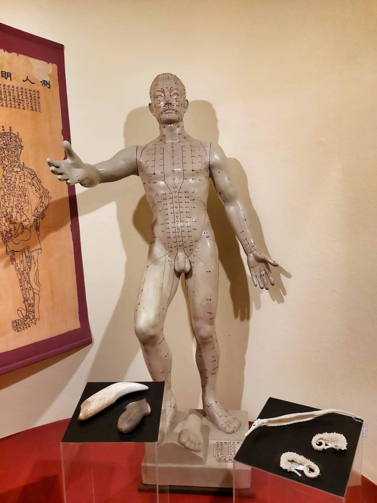 Muzeum historie medicíny